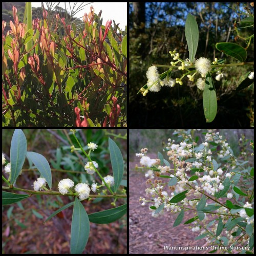 Acacia Myrtle Wattle x 1 Plants Native Shrubs Yellow Cream Flowering Hedging Screening Hardy Drought Resistant Bush myrtifolia